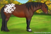 Horse Color:Bay Appaloosa 