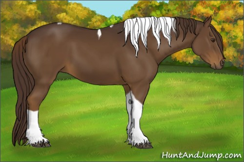 Horse Color:Liver Chestnut Tobiano 