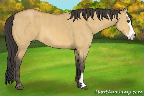 Horse Color:Buckskin Dun Splash Frame  Brindle