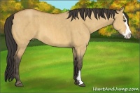 Horse Color:Buckskin Dun Splash Frame  Brindle