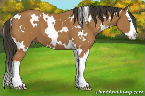 Horse Color:White Spotted Buckskin Splash 