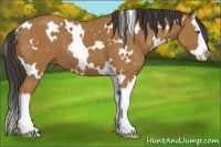 Horse Color:White Spotted Buckskin Splash 