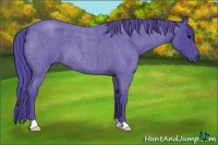 Horse Color:Watercolor Blue Roan