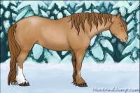 Horse Color:Bay Pearl