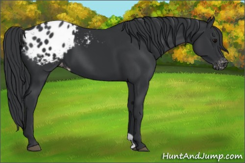 Horse Color:Black Appaloosa 