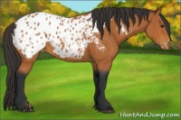 Horse Color:Bay Appaloosa 