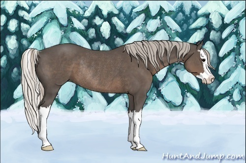 Horse Color:Silver Black Sabino Splash Rabicano 