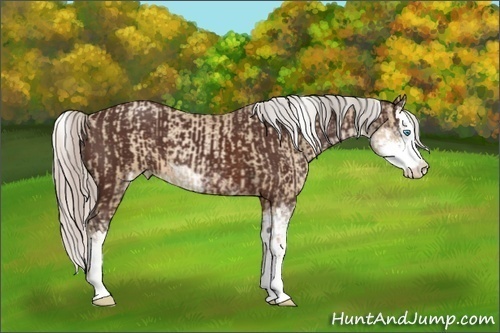 Horse Color:Silver Smoky Black Pearl Sabino  and Silver Brown Sabino Splash 
