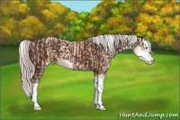 Horse Color:Silver Smoky Black Pearl Sabino  and Silver Brown Sabino Splash 
