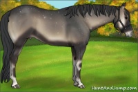 Horse Color:Blue Onyx 