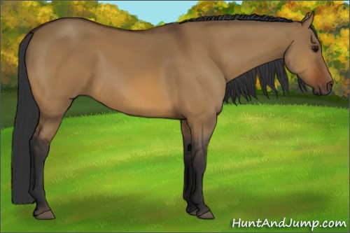 Horse Color:Bay Dun