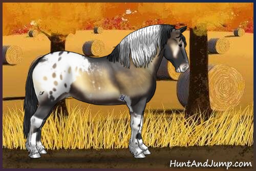 Horse Color:Brown Onyx Sabino Tobiano Appaloosa 
