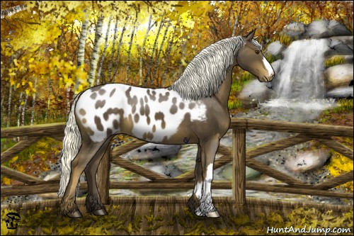 Horse Color:Liver Chestnut Appaloosa 