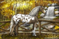 Horse Color:Liver Chestnut Appaloosa 