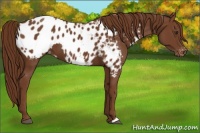 Horse Color:Chestnut Appaloosa 