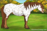 Horse Color:Chestnut Appaloosa