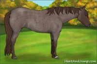 Horse Color:Liver Red Roan 