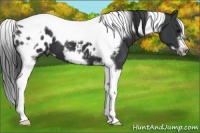 Horse Color:Black Splash Tobiano Frame Appaloosa 