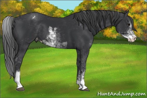 Horse Color:Black Sabino Appaloosa 