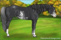 Horse Color:Black Sabino Appaloosa 