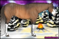 Horse Color:Buckskin Splash Frame  Brindle