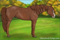 Horse Color:Chestnut Splash Frame  Brindle