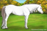 Horse Color:Brown Appaloosa  Brindle