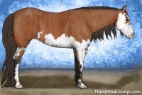 Horse Color:Bay Splash Frame  Brindle