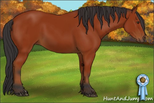 Horse Color:Brown 