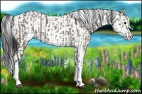 Horse Color:Grullo Sabino Splash  and Grullo Sabino Splash 
