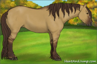 Horse Color:Gray Red Dun 