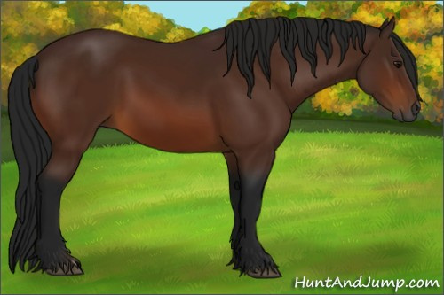 Horse Color:Gray Bay