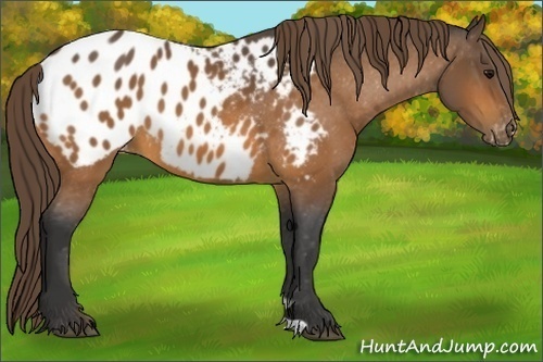 Horse Color:Buckskin Appaloosa 