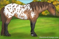 Horse Color:Buckskin Blanket