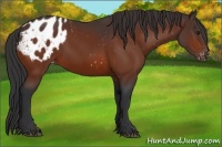 Horse Color:Bay Appaloosa