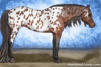 Horse Color:Brown Appaloosa  Brindle
