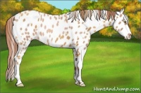 Horse Color:Gold Champagne Roan Appaloosa  and Gold Champagne Roan Appaloosa 