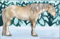 Horse Color:White Spotted Chocolate Palomino Pearl Sabino