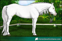 Horse Color:Platinum Watercolor White Spotted Chocolate Silver Blue Onyx Pearl Appaloosa 