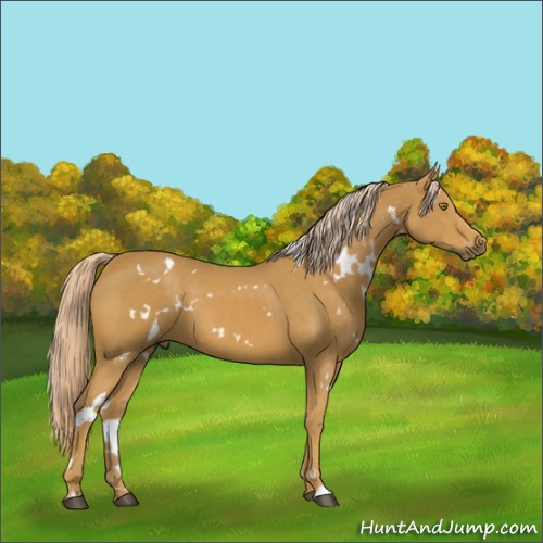 Horse Color:White Spotted Palomino 