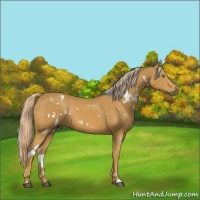Horse Color:White Spotted Palomino 