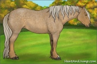 Horse Color:Chocolate Palomino Roan 