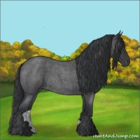 Horse Color:Blue Roan