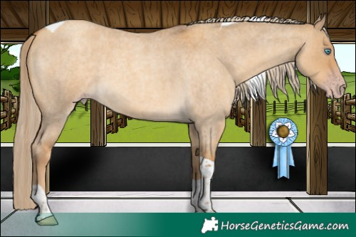 Horse Color:Gray Gold Cream Champagne Roan Dun Tobiano 