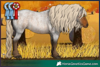 Horse Color:Chocolate Palomino Roan Mushroom