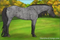 Horse Color:Smoky Blue Roan 