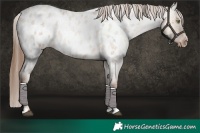 Horse Color:Liver Red Dun Roan Pearl Appaloosa