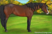 Horse Color:Bay Splash 
