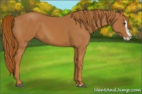 Horse Color:Chestnut Splash 