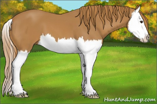 Horse Color:Chestnut Splash 